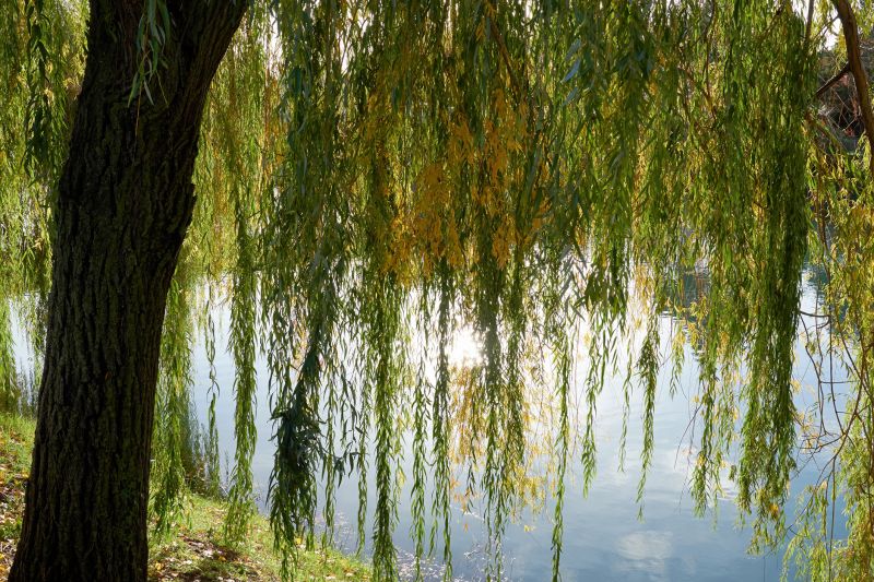 Willow Tree Removal in Allentown, PA