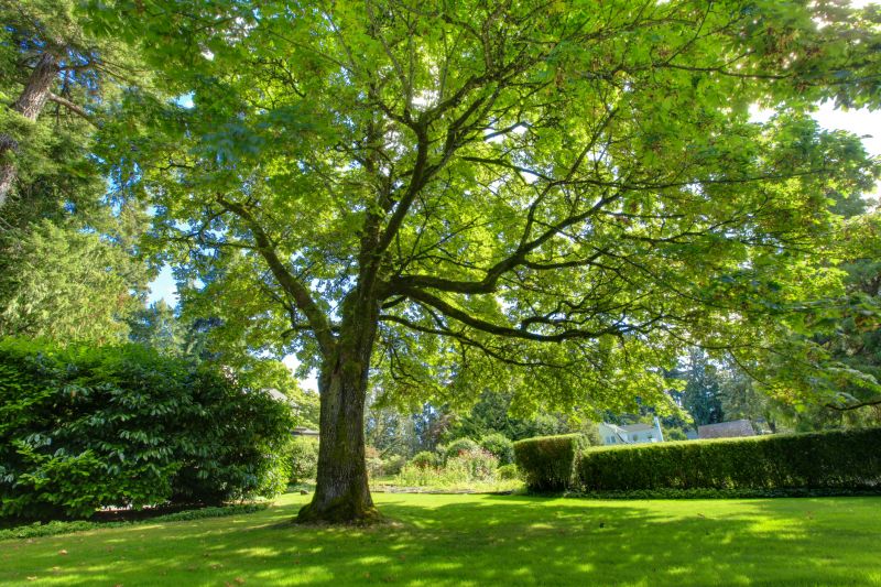 Improved Tree Health