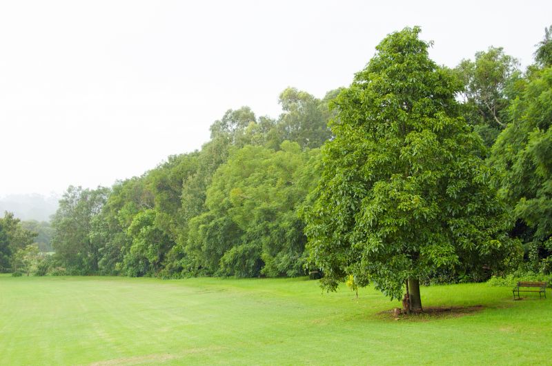 Arborist Service